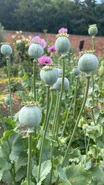Poppy Seedheads