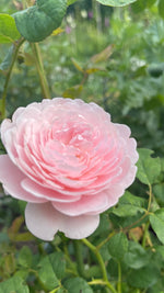 English Roses