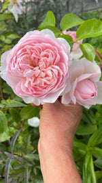 English Roses