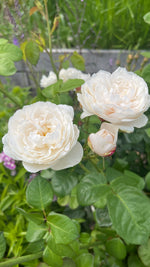 English Roses