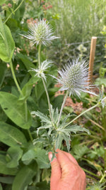 Eryngium in variety