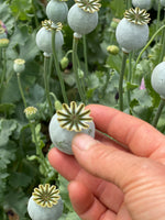 Poppy Seedheads