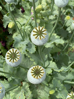 Poppy Seedheads