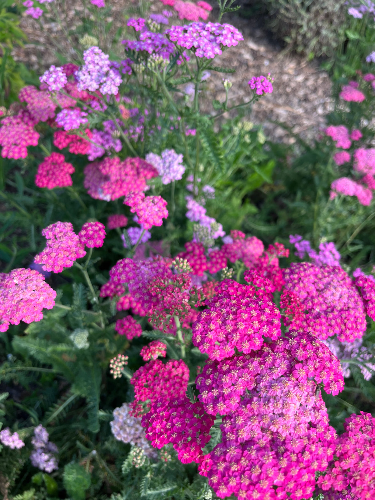 Achillea Cerise Queen