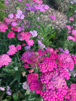 Achillea Cerise Queen