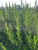 Rosemary