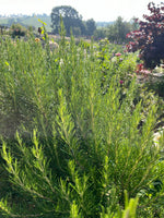 Rosemary