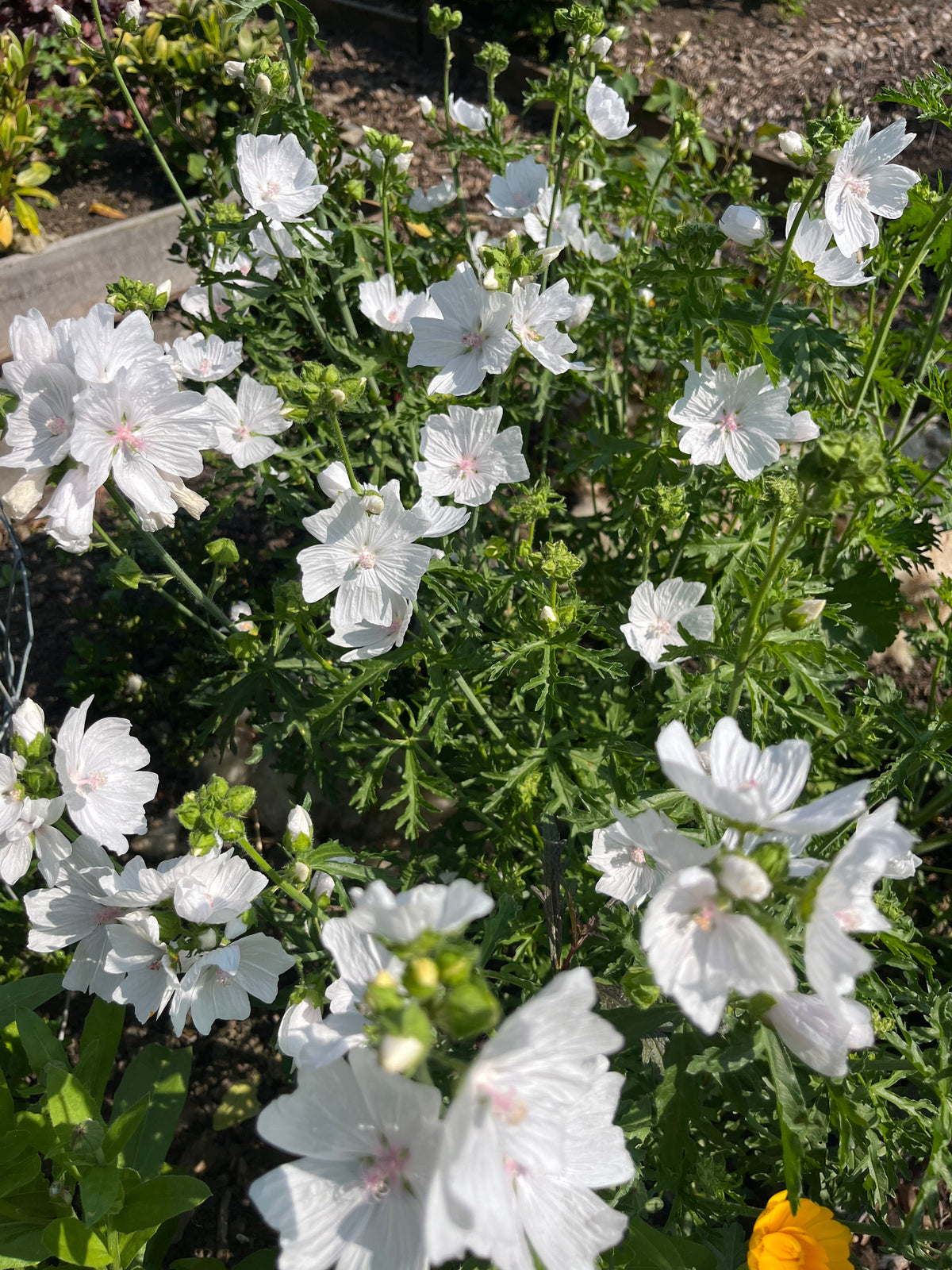 Mallow White