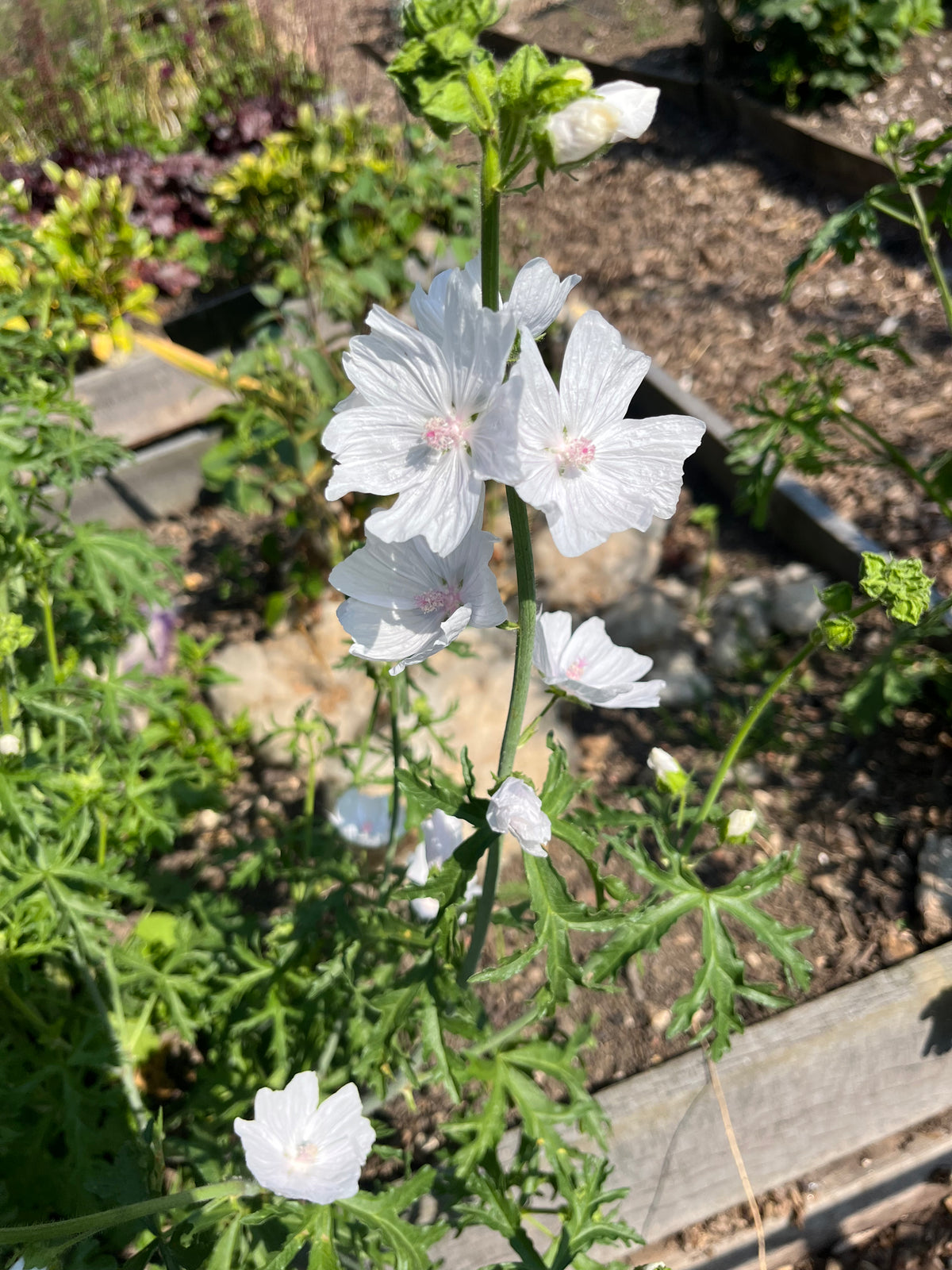 Mallow White