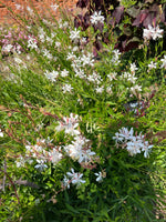 Gaura 'Summer Breeze'