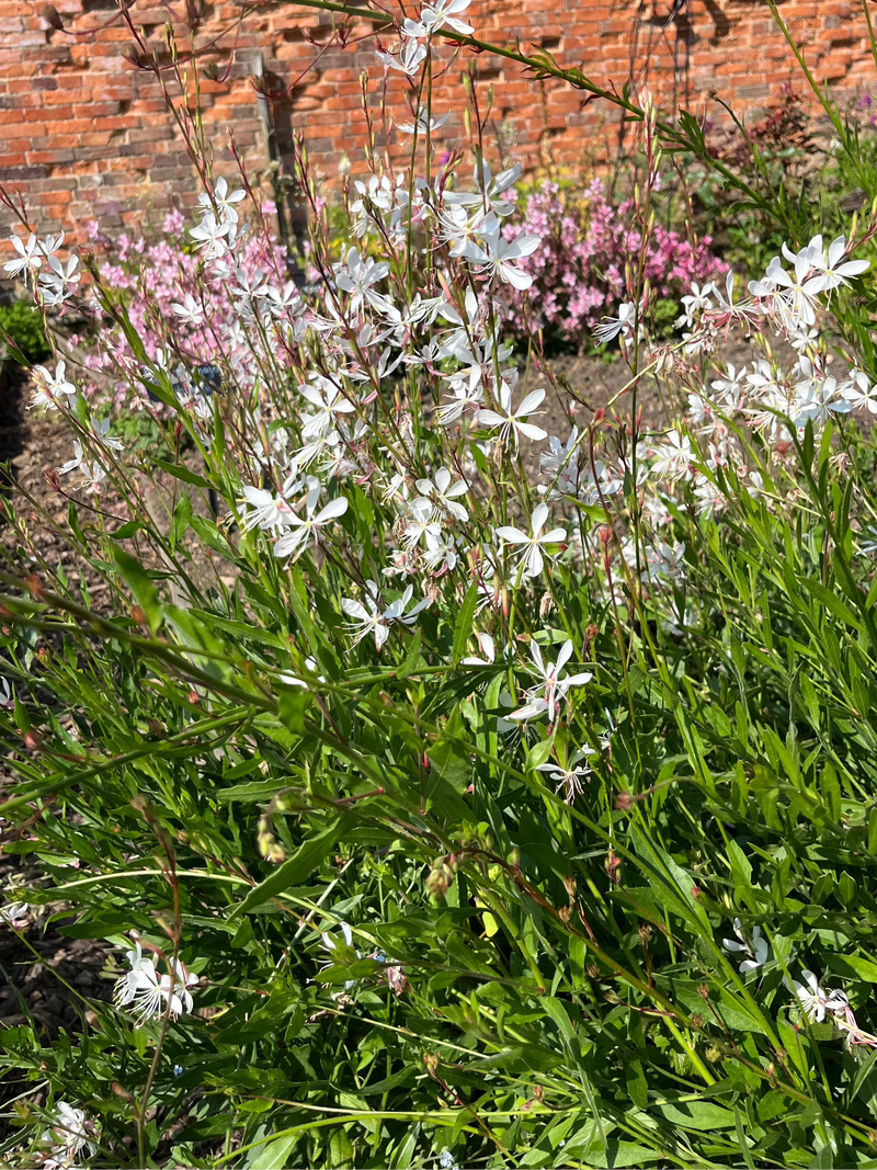 Gaura 'Summer Breeze'