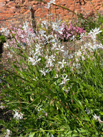 Gaura 'Summer Breeze'