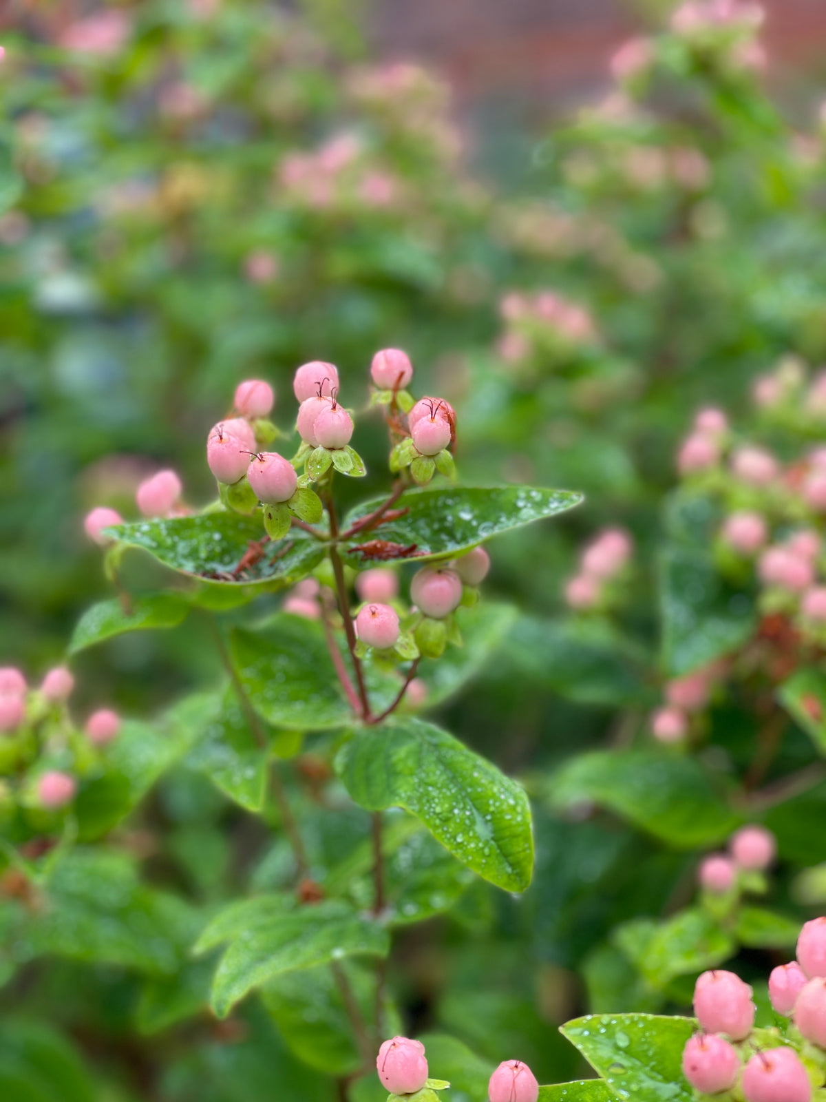 Hypericum 'Miracle Summer'