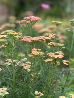 Achillea in variety