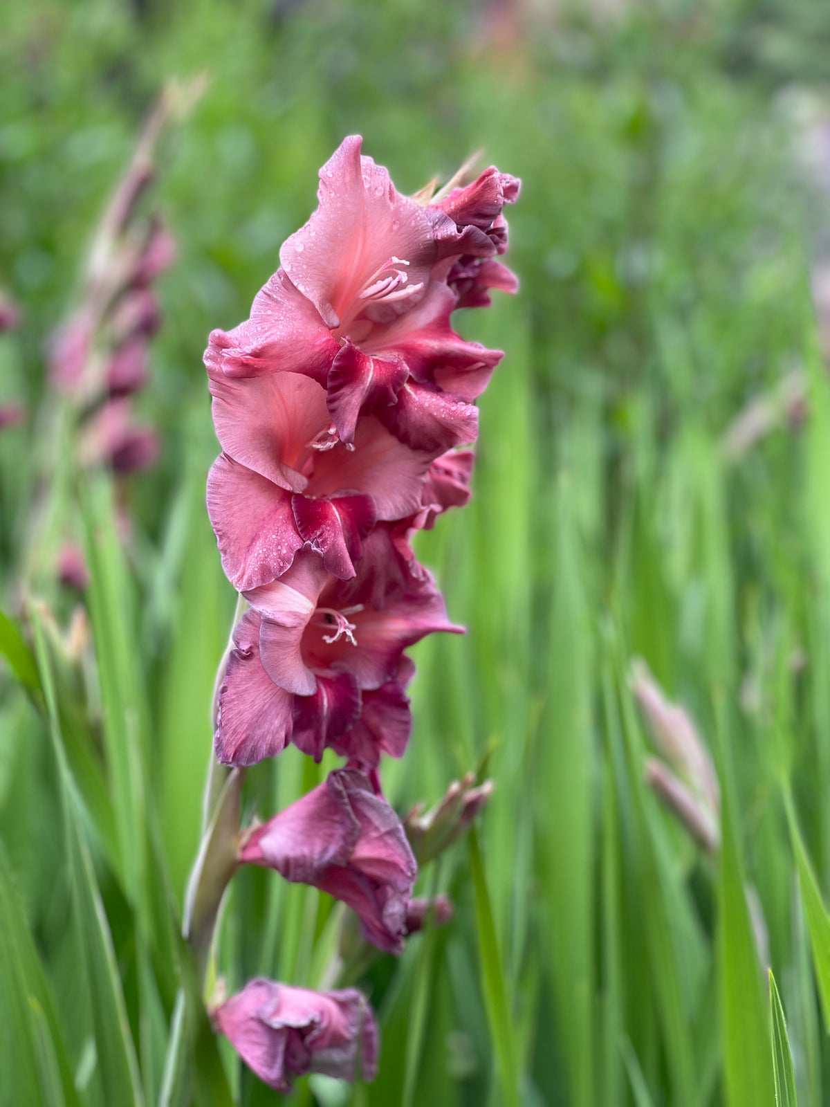 Rusty Chestnut Gladioli