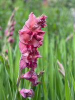 Rusty Chestnut Gladioli