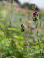 Allium Drumstick