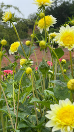 Dahlias - Yellow Shades
