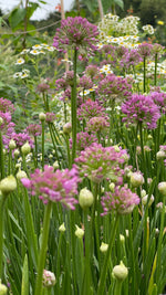 Allium 'Millenium'