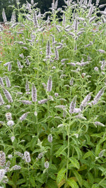 Buddleia Mint
