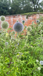 Echinops