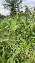 Panicum 'Sprinkles'