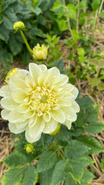 Dahlias - Yellow Shades