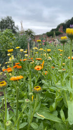 Calendula