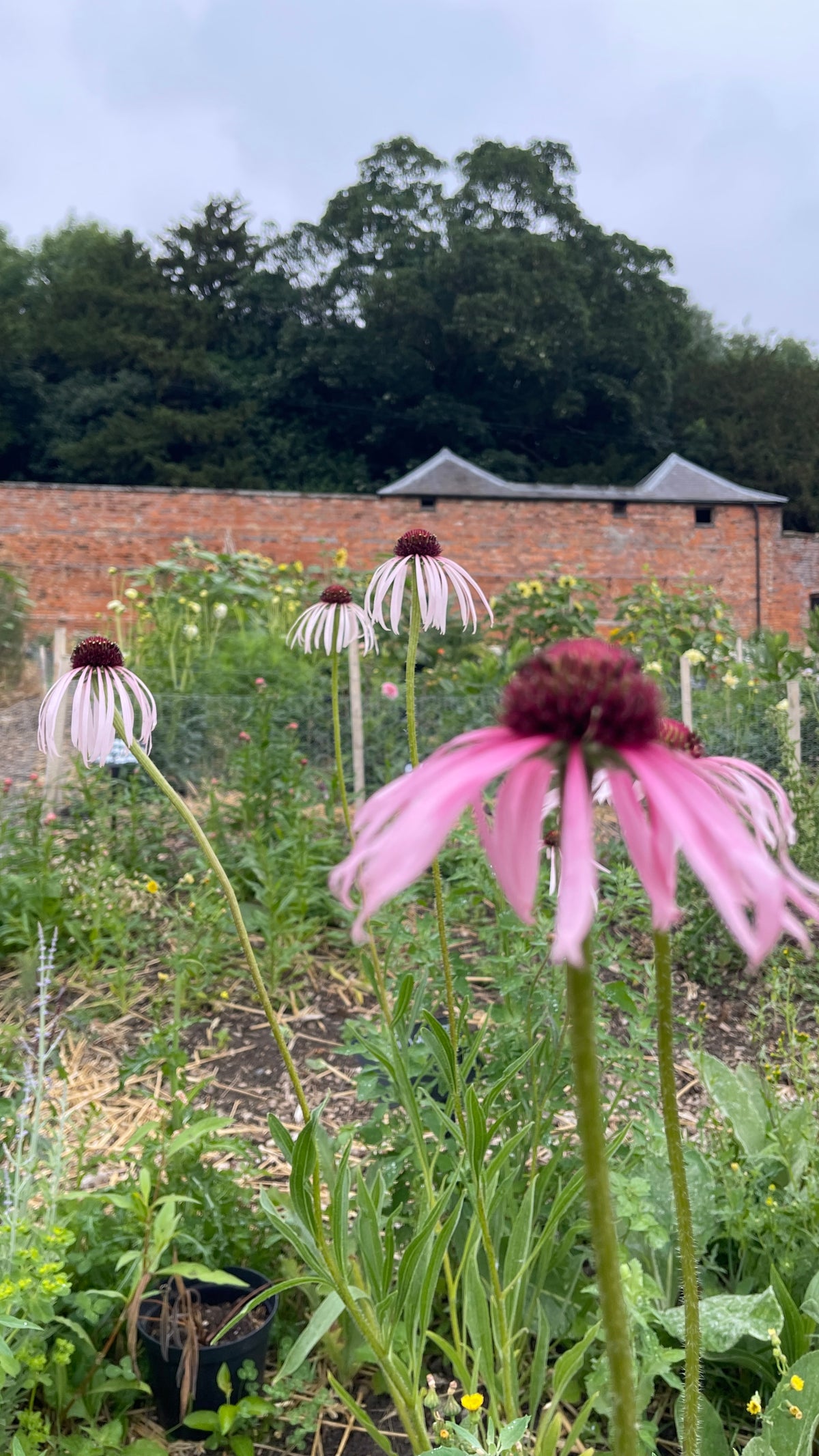 Echinacea pallida