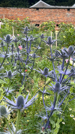 Eryngium in variety