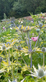 Eryngium in variety