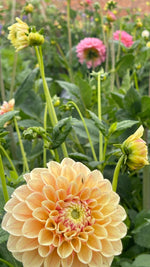 Dahlias - Orange shades