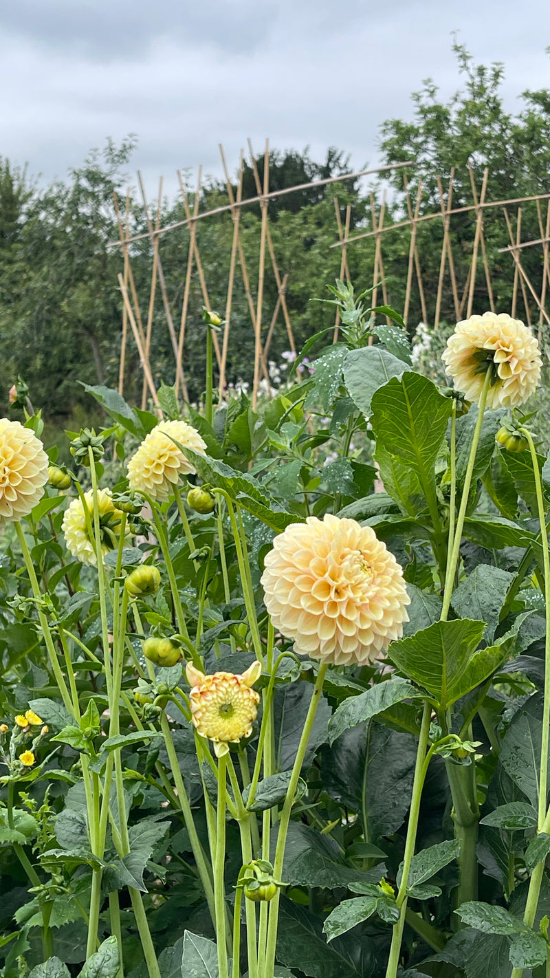 Dahlias - Yellow Shades