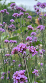 Verbena bonariensis