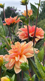 Dahlias - Orange shades