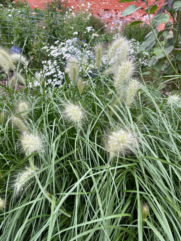 Pennisetum