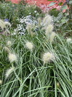 Pennisetum