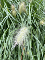 Pennisetum