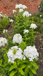 Phlox - White