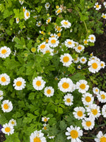 Feverfew
