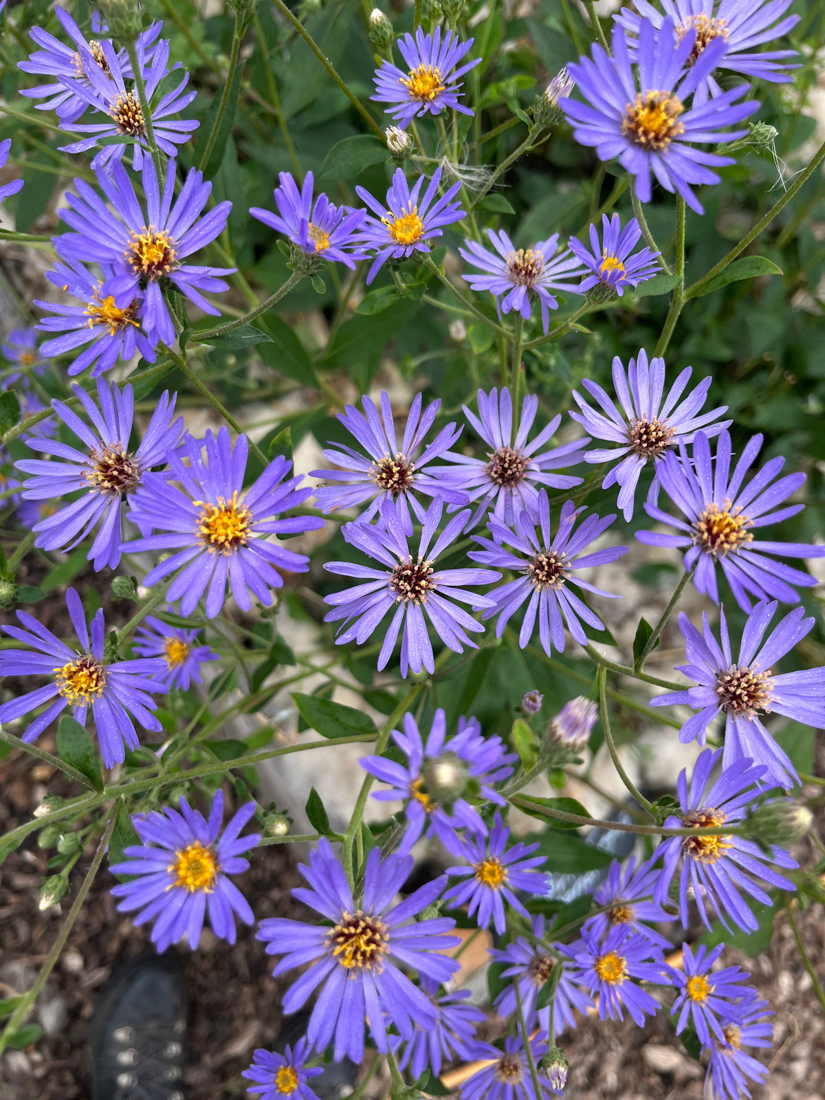 Aster 'Frikartii'