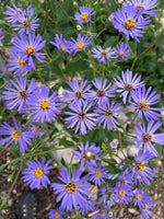 Aster 'Frikartii'