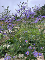 Aster 'Frikartii'