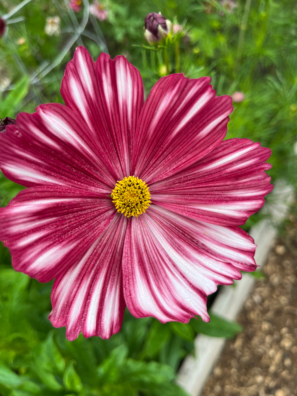 Cosmos In Variety