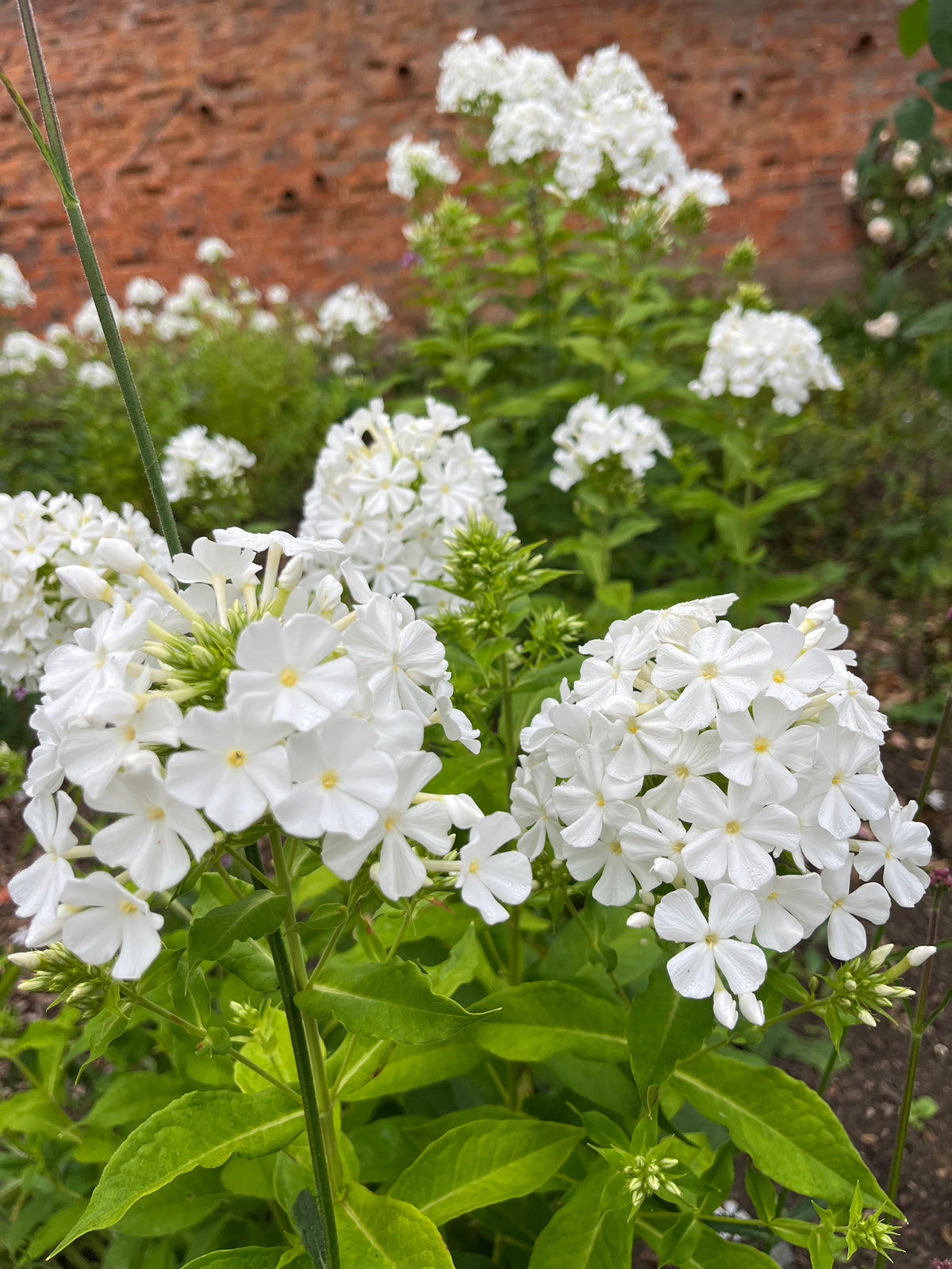 Phlox - White