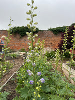 Delphinium in variety