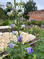 Delphinium in variety