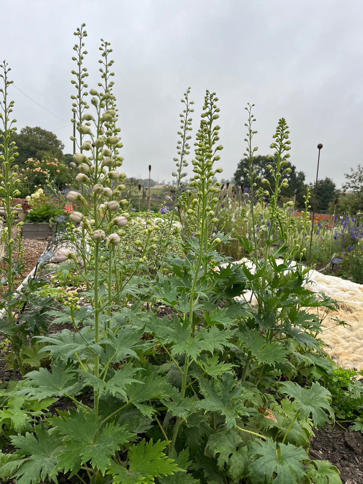 Delphinium in variety
