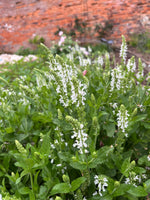 Salvia White