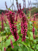 Persicaria 'Raspberry'
